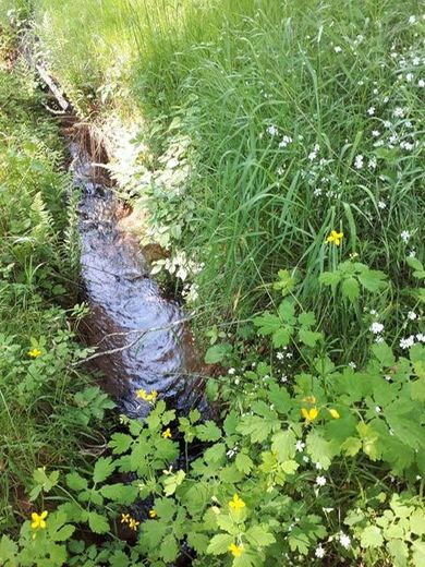 Alleinlage im Pfälzer Wald - hier ist alles ist hier möglich. – Bachlauf