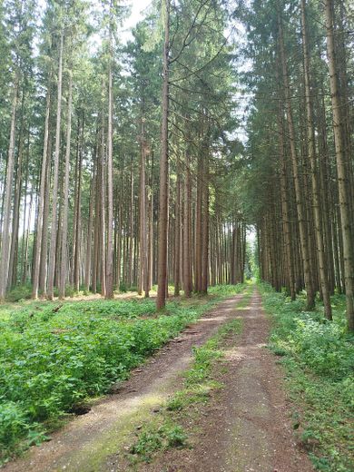 Vendesi area boschiva con ottimo soprassuolo – Foto 4