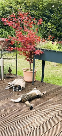 Hund Katze fühlen sich wohl