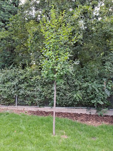 junger Baum im Garten