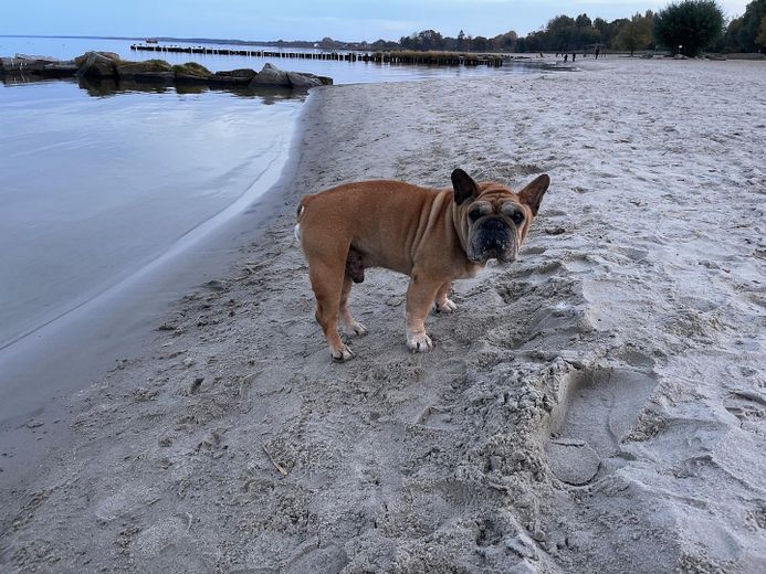 Complesso per vacanze con 5 case - immediatamente affittabile – Strand von Ueckermünde