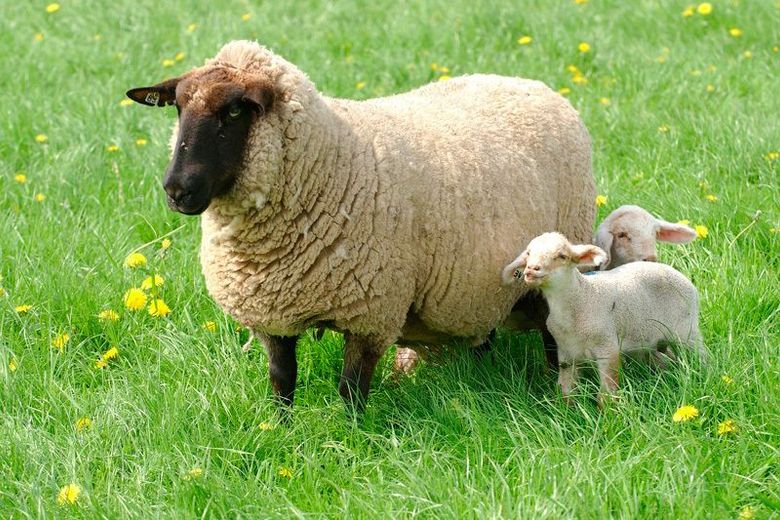 Fröndenberg/Ruhr: Kein Bauland - Reine Nutzfläche für Sie oder Ihre Tiere! – Grundstück Fröndenberg - Gebrauch als Weideplatz