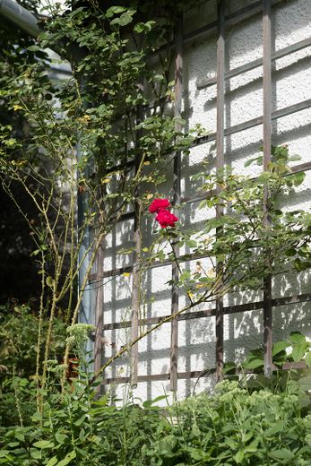 Impression Garten