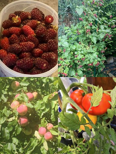 Himbeeren/Äpfel warten auf Sie