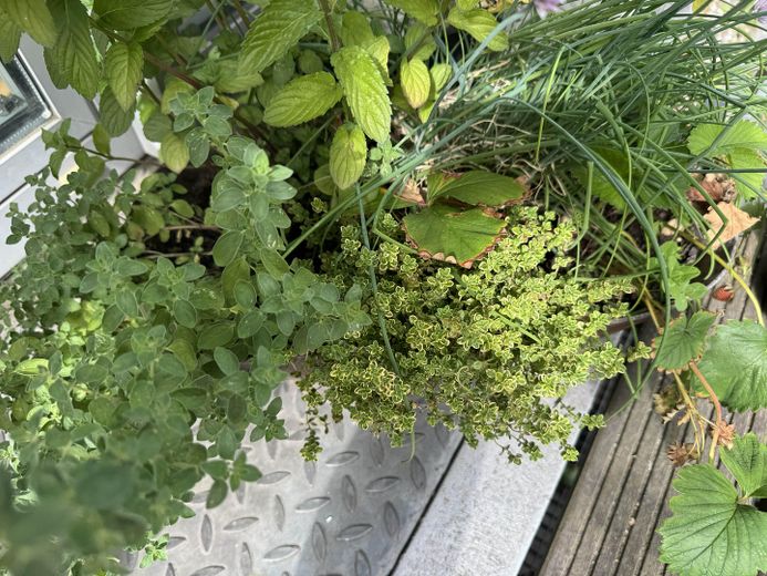 4 postazioni di lavoro | Ufficio a Sachsenhausen direttamente sul Meno | Terrazza e giardino – Kräuter