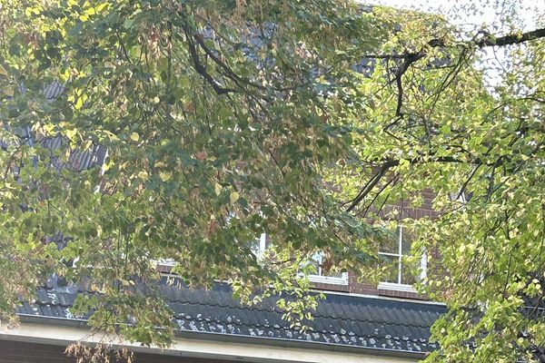 Villa rappresentativa con soleggiato giardino a sud, unità commerciale e molteplici possibilità d’uso