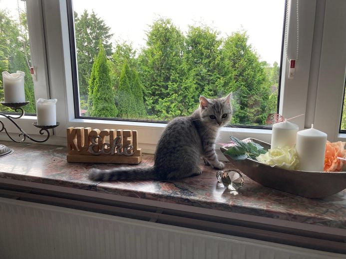 Die Katze genießt den Ausblick