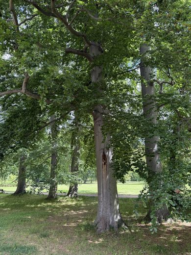 Wunderschöne großräumige 4 Raum Wohnung + Kamin & direkter Zugang zum Garten direkt am Schloßpark – Blick zum Schloßpark