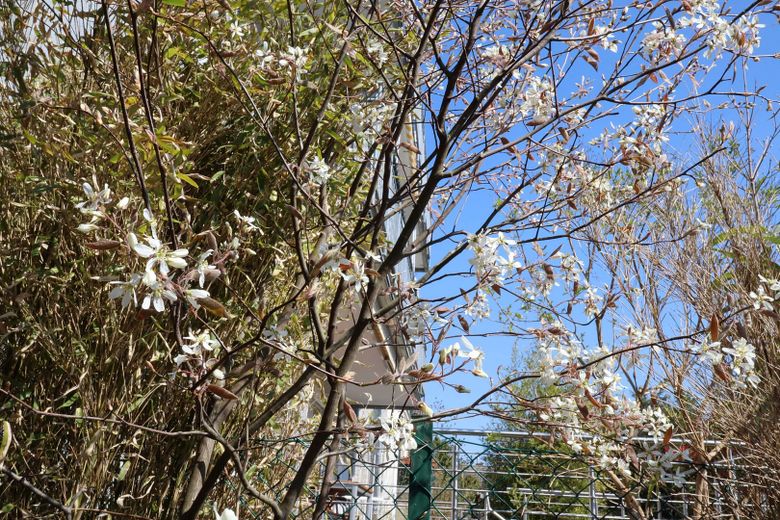 192 m²’lik geniş aile evi – modernize edilmiş, 7 oda, 3 banyo ve B enerji sınıfı – Felsenbirne im Garten
