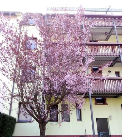Aydınlık 2 odalı – Sakin ve yeşil – St. Jobst / Erlenstegen – Wöhrder See’ye 1 dakika – Garaj – Garten- Blühender Baum