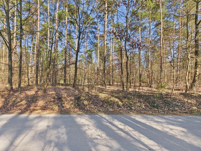 Blick ins Grüne (waldnähe)