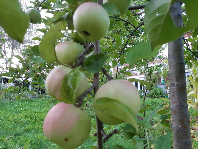 Szczęście mieszkania i radość z ogrodu – heranreifender Winterapfel