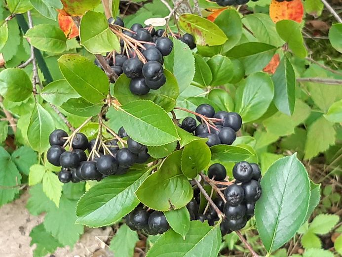 Szczęście mieszkania i radość z ogrodu – Aronia 