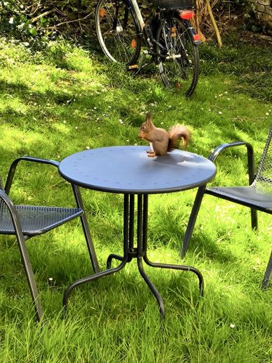 2-Zimmer-Dachgeschosswohnung mit Garten im Gallusviertel – Im Garten