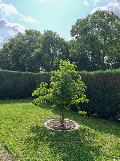 Sonniger Südgarten