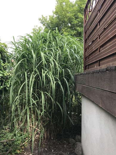 Freistehendes Einfamilienhaus mit Photovoltaikanlage auf sonnigem Grundstück in Berlin-Wittenau – Sichtschutzbepflanzung
