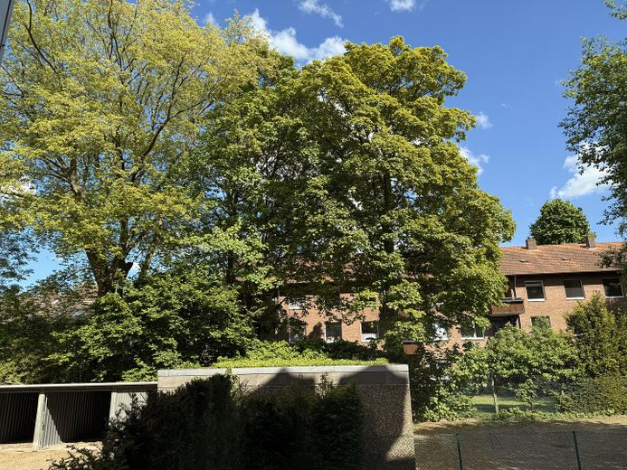 Luxuswohnung ,Hochparterre, mitten im Kreuzviertel – Hohe Bäume für den Sommer