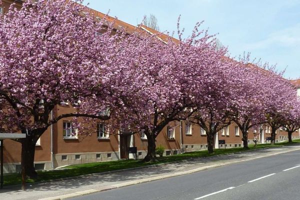 2-Raum-Wohnung in zentraler und ruhiger Lage von Chemnitz