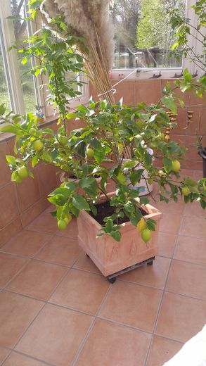 Wintergarten innen