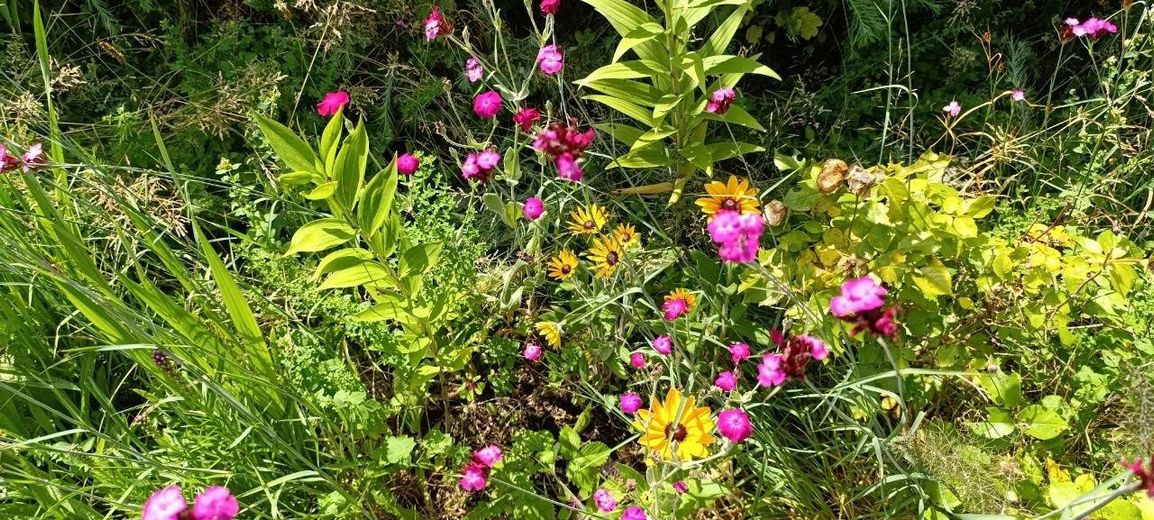 Volle Blumenpracht