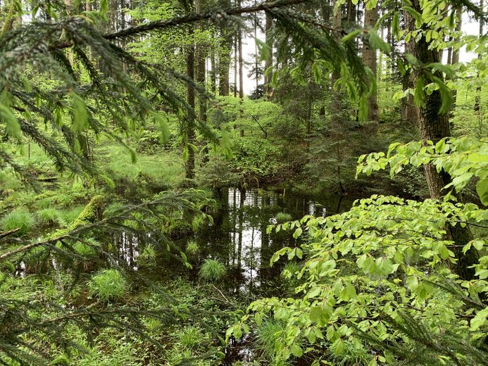 Natur-Wildententeich