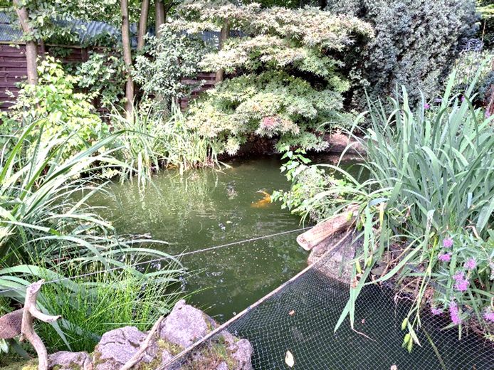 Drei Einheiten, ein außergewöhnliches Anwesen in sehr guter Lage – Wohnen, Arbeiten & Vermieten! – Schwimmteich