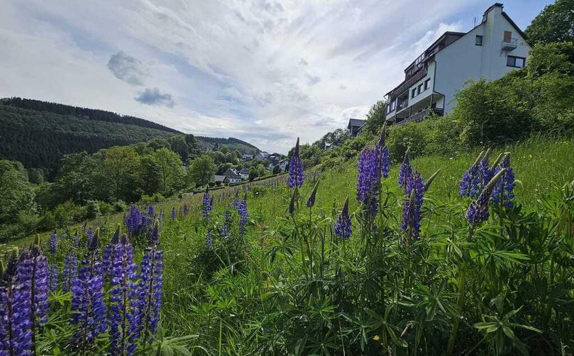 Die Wiese hinter dem Komplex.