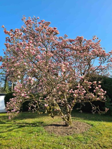 Magnolie in der Blüte