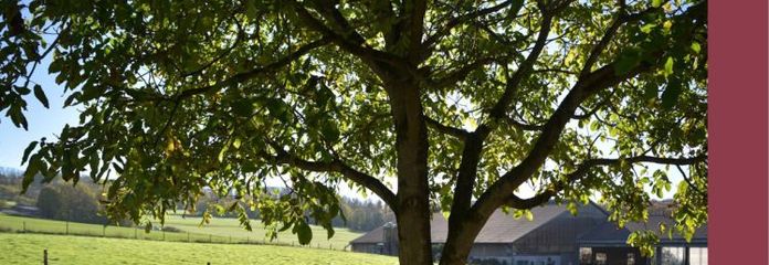 Vista sul verde e tanto spazio: casa unifamiliare molto curata, più fienile, cortile e giardino
