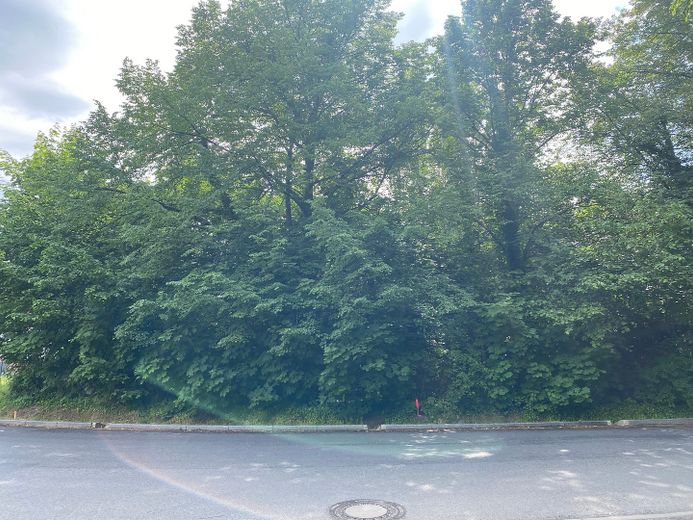 Baugrundstück in Potsdam Bornim – Straßenansicht Grundstück