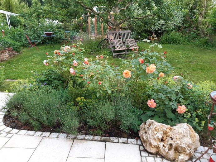 Blick Richtung Apfelbaum