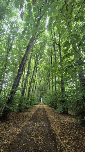 Wald Berum