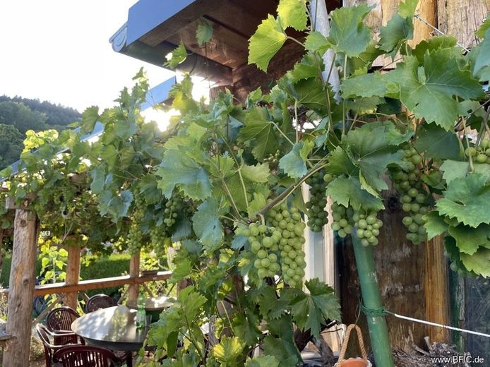 Campingplatz, Zimmervermietung und Gastronomie - gepflegte Familienexistenz in der Eifel – Biergarten