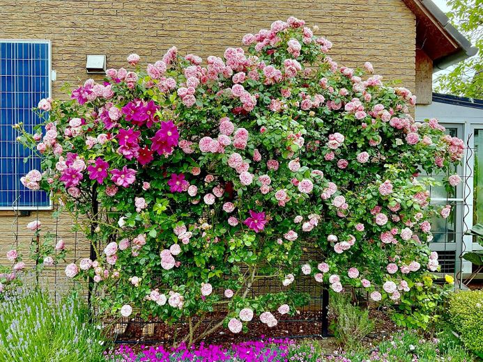 Prachtvolle Rosen
