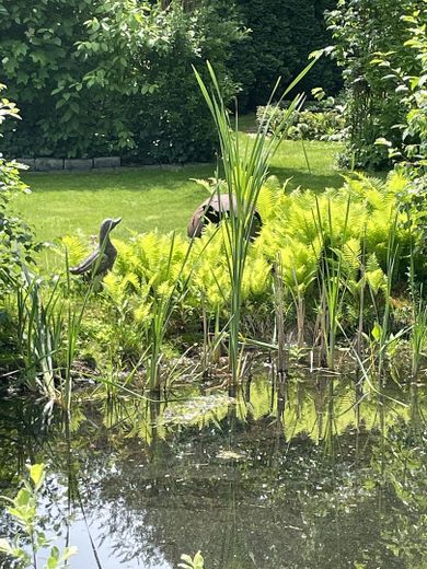 Teich