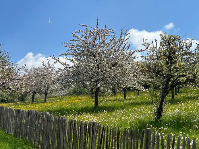 Ausblick Streuobstwiese
