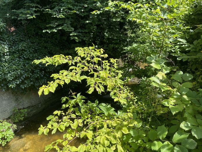 Kienbach