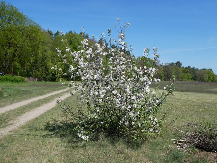 Casa forestale Metzelthin - abitare e lavorare nel Parco naturale dei laghi dell'Uckermark – Sommerapfelbaum