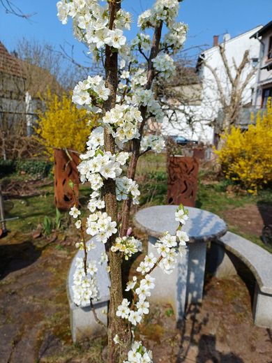 Einfamilienhaus in Kaiserslautern Erfenbach auf Eigentumsgrundstück, mit Anbau und Garten – Foto 12