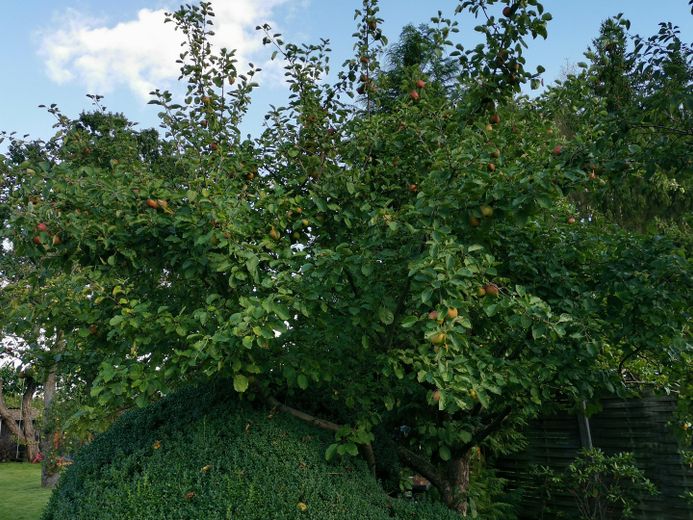 Haus mit großem Bauerngarten auf ca. 1.200 m² Grundstück – Hamfelde Krs. Hzgt. Lauenburg bei Trittau – Photo 8