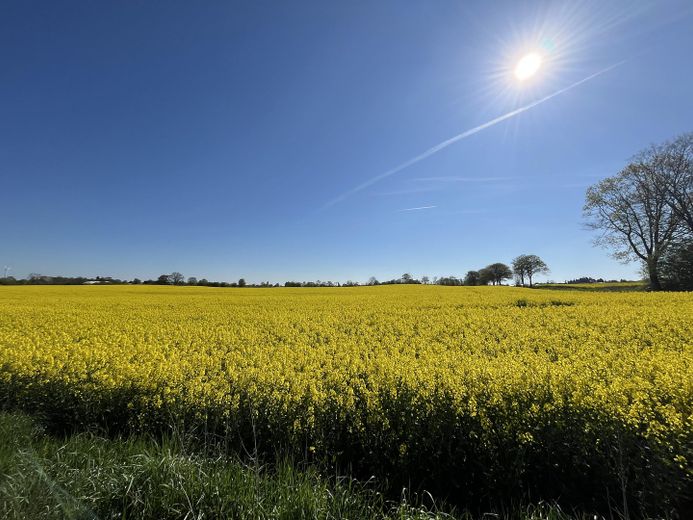 Spaziergang durch die Felder