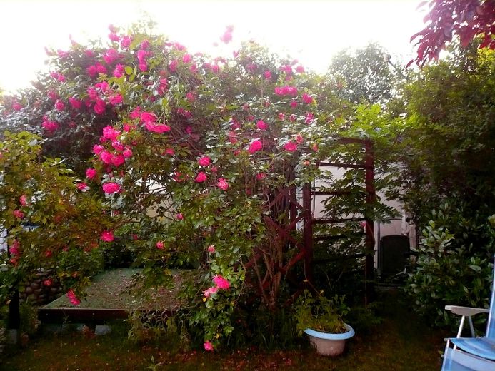 Idylliczny dom jednorodzinny w stylu bungalowu z romantycznym ogrodem różanym – Zdjęcie 16