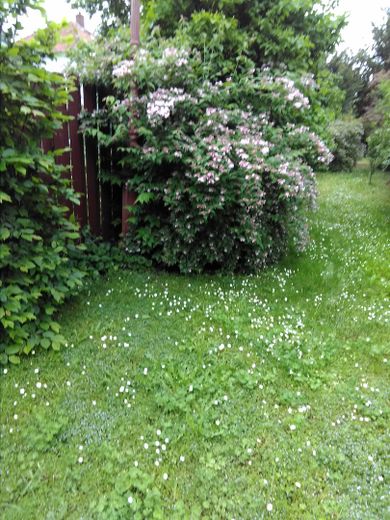 Worms Innenstadt-West'te müstakil 1 aile evi, büyük bahçe – im großen Garten..