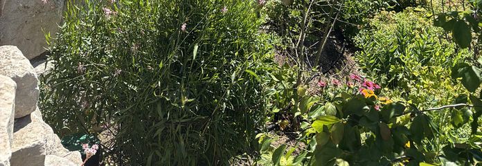 Garten1