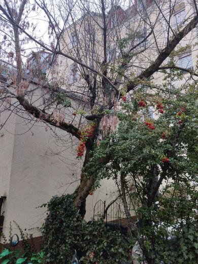 شقة مُعتنى بها جيدًا ومقسمة بشكل عملي، من غرفتين، بالقرب من حديقة المدينة – Garten