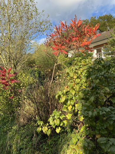 Blick aus dem Garten aufs Haus