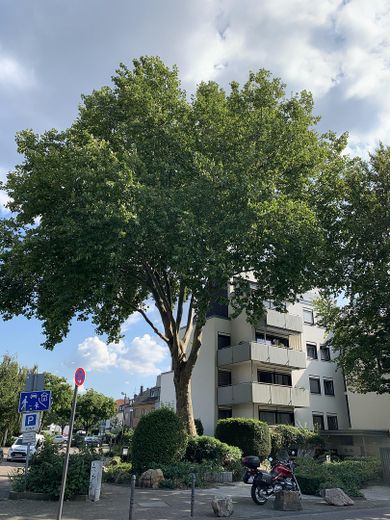 Maisonette-Traum in Alt-Weiden: Galerie, großzügige Dachterrasse und moderne Wärmepumpe – Hausfront Vorderseite