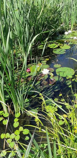 Posizione top nella Svizzera francone – Teich