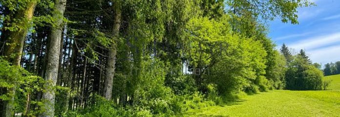 VERKAUF: Waldstreifen zwischen Drößling und Unering