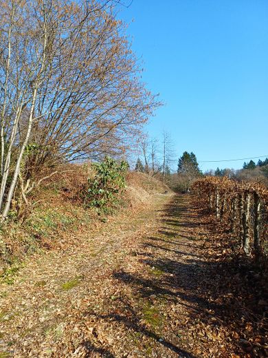 Terreno edificabile progettato in posizione privilegiata a Wilhelmsfeld – Blick entlang des Grundstücks